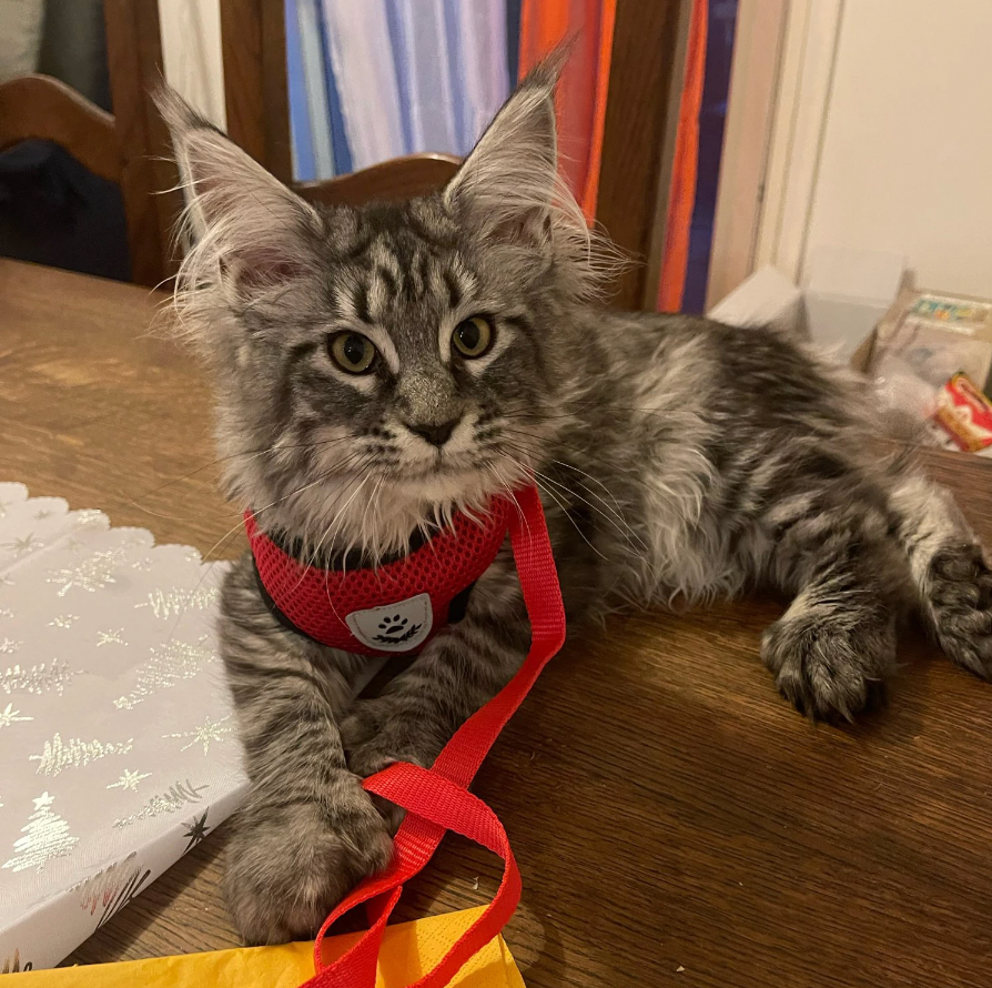 Comfortable Cat Harness and Leash Set, Adjustable Breathable Design for Safe Outdoor Adventures – Best Cat Harness for Kittens and Cats-6