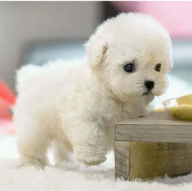 Cuddly Electronic Dog Pet Toy - Moves & Sounds