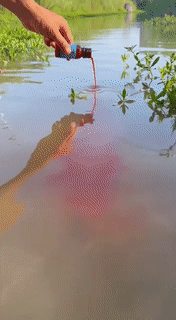 Effective Fish Lure Liquid Bait