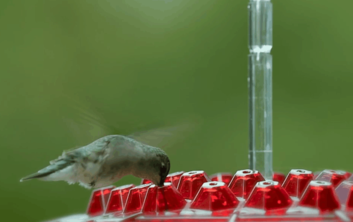 Squirrel Resistant Hummingbird Feeder Hanging Garden Hook