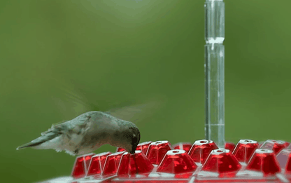 Squirrel Resistant Hummingbird Feeder Hanging Garden Hook