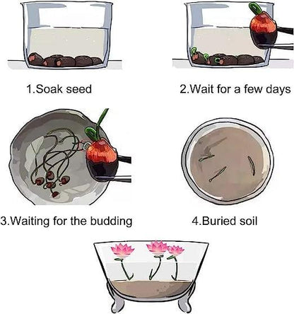 Mini Water Garden Seeds for Patio and Pond