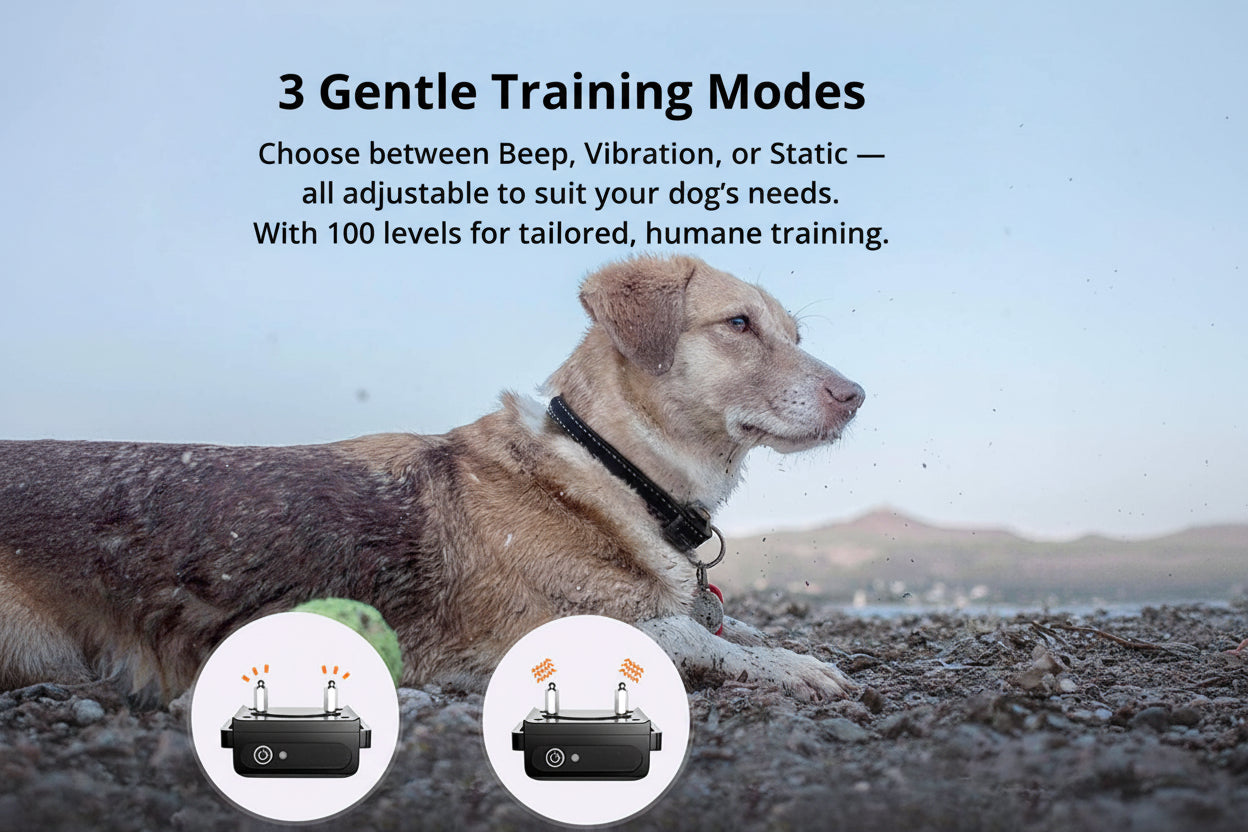 Waterproof Remote Dog Training Collar with 3 Functions