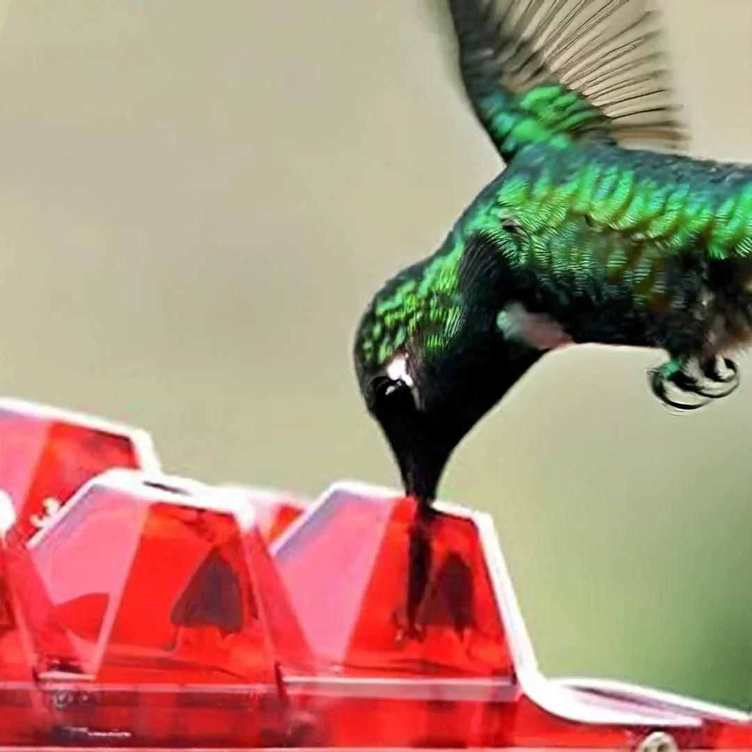 Fesara | Pest-Proof Bird Feeder with 30 Bug-Resistant Holes