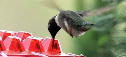 Squirrel Resistant Hummingbird Feeder Hanging Garden Hook