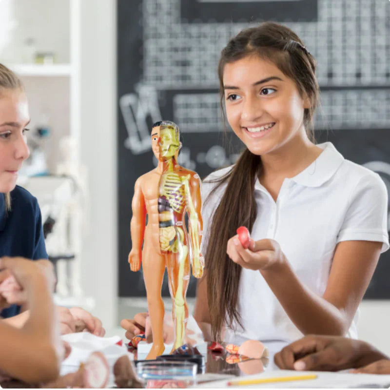 Kids Interactive Human Body Model