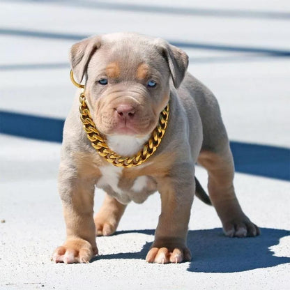 Luxury Pet Gold Plated Chain Dog Collar - Fesara