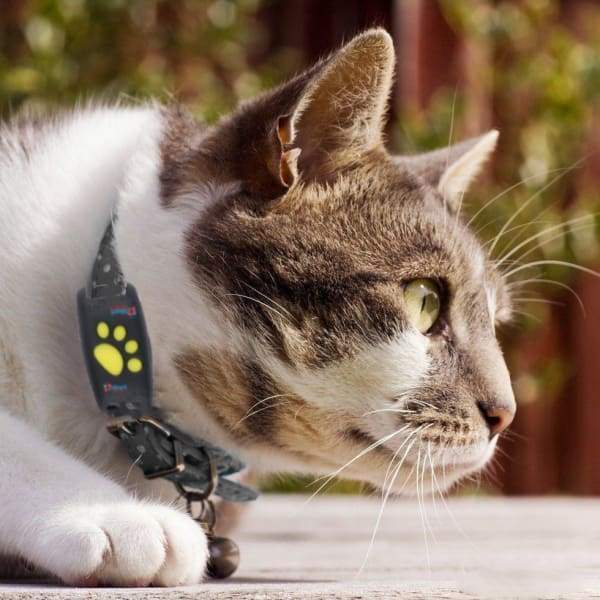Accurate GPS Pet Tracker Collar for Cats - Fesara