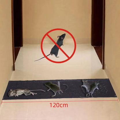 Effective Odorless Mouse Trap