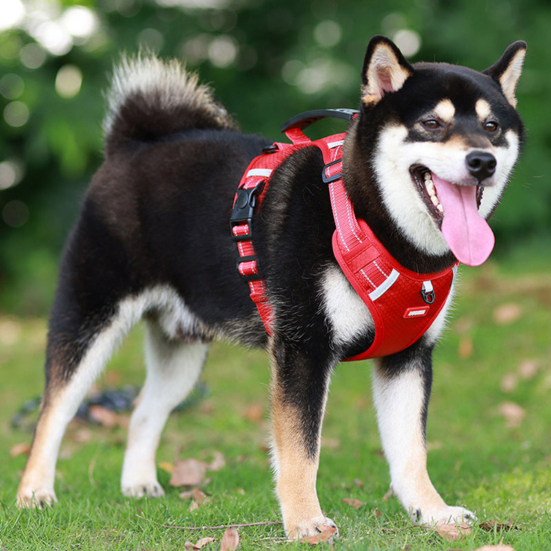 Safe Visible Pet Harness