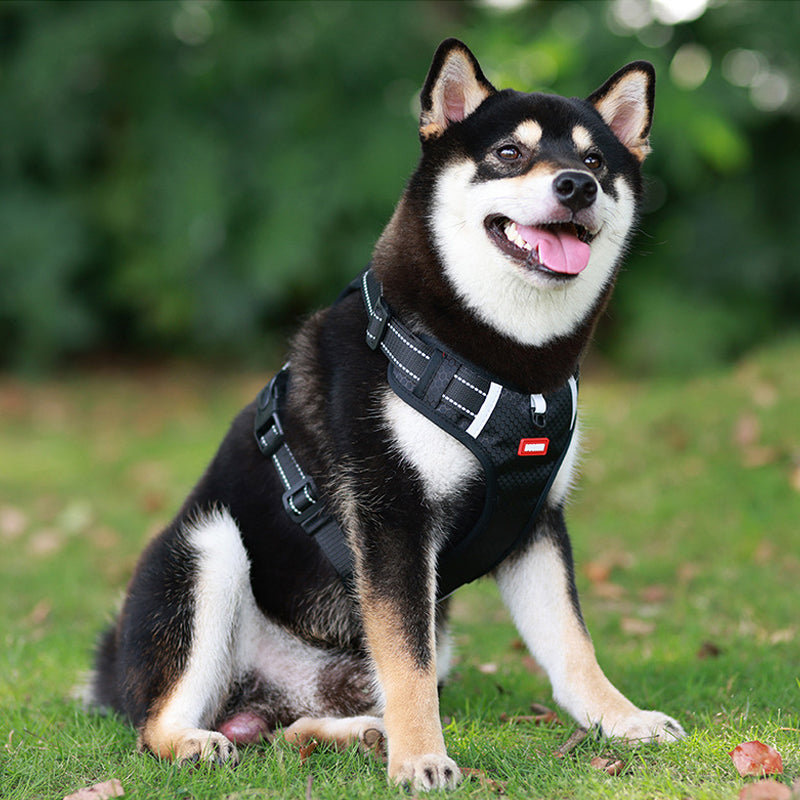 Safe Visible Pet Harness