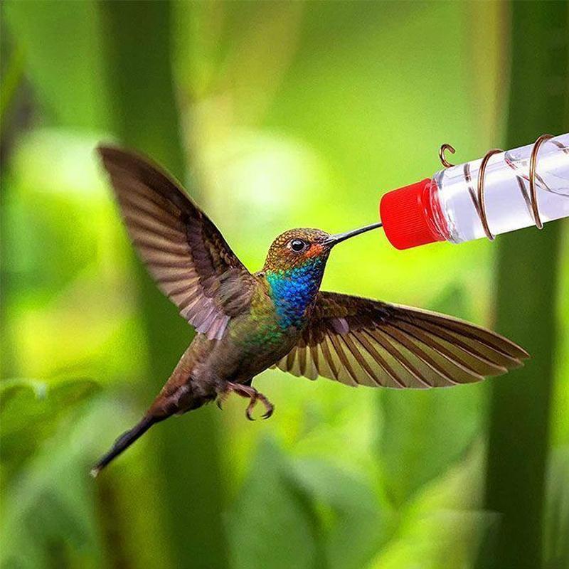 Bird Watching Window Feeder