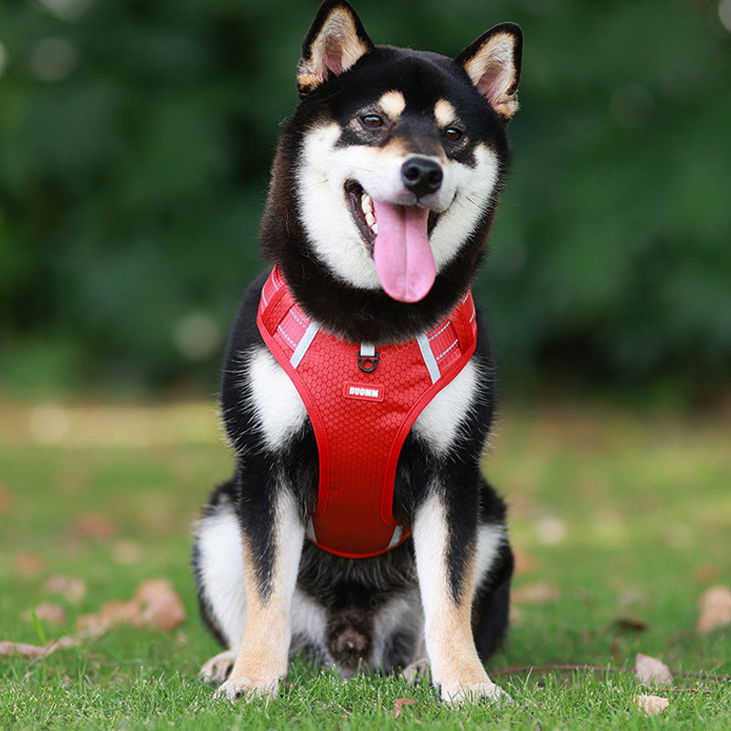 Safe Visible Pet Harness