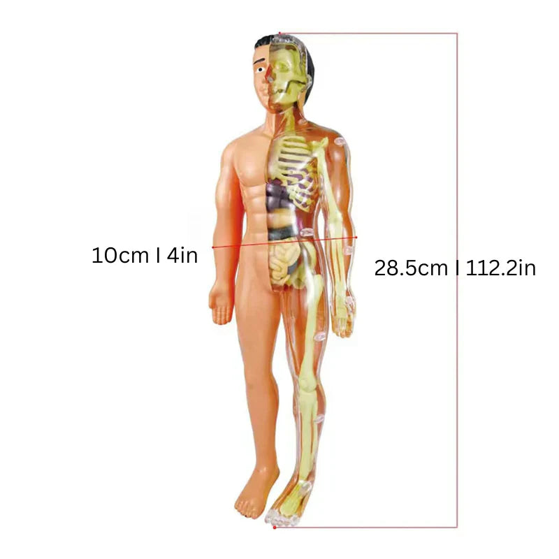 Kids Interactive Human Body Model