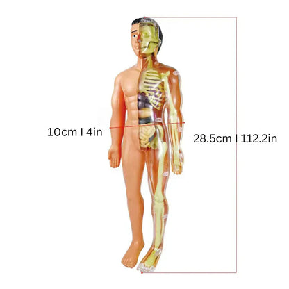 Kids Interactive Human Body Model