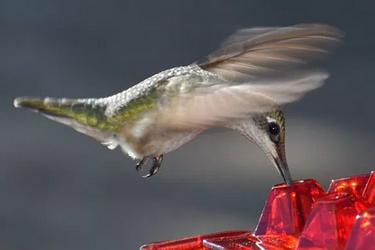 Squirrel Resistant Hummingbird Feeder Hanging Garden Hook
