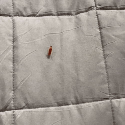 Effective Bug Catcher Trap