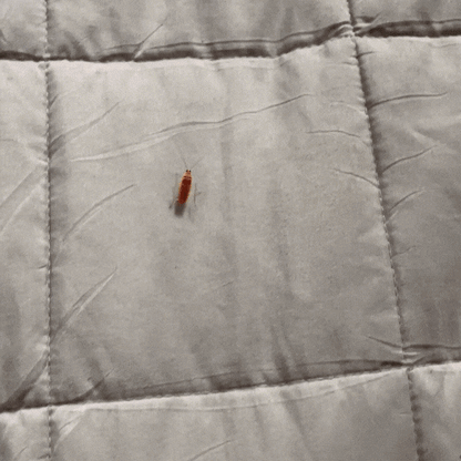 Effective Bug Catcher Trap