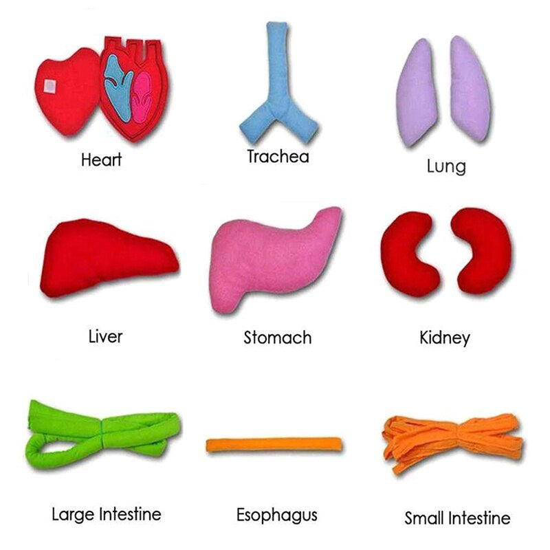 Fun Human Body Apron for Kids