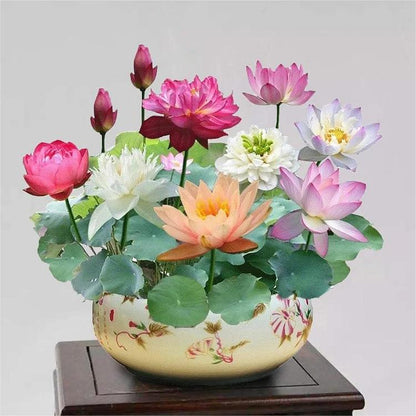 Mini Water Garden Seeds for Patio and Pond