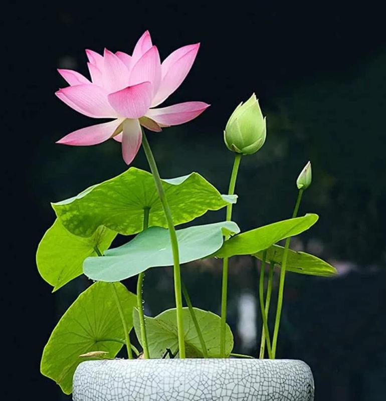 Mini Water Garden Seeds for Patio and Pond