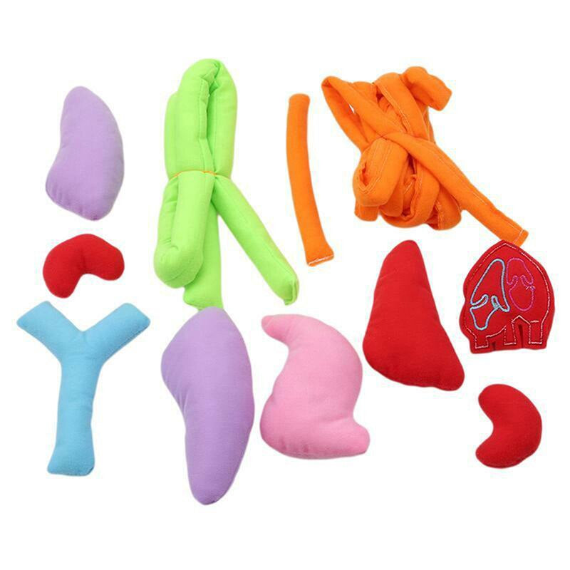 Fun Human Body Apron for Kids