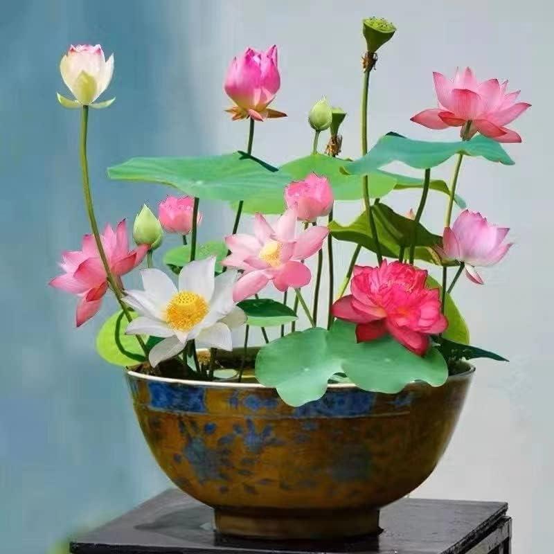 Mini Water Garden Seeds for Patio and Pond - Fesara