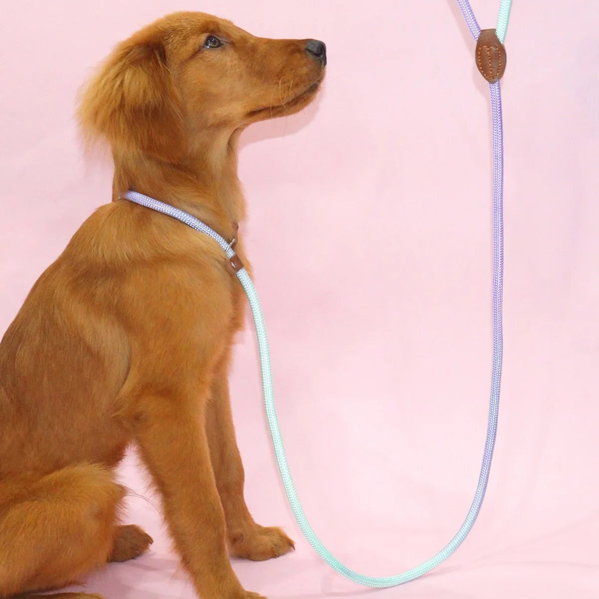 Vibrant Pet Leash for Fashionable Dog Walking - Fesara