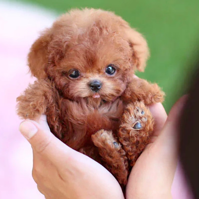 Cuddly Electronic Dog Pet Toy - Moves & Sounds - Fesara