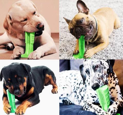 Best Dog Toothbrush for Healthy Teeth - Fesara