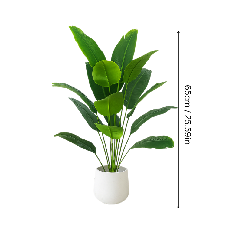 Fresh Fesara Evergreen Plant - Fesara