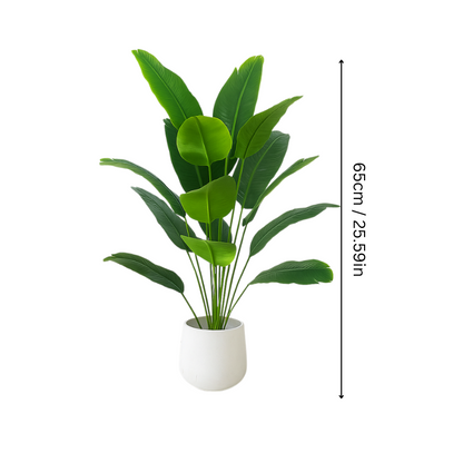 Fresh Fesara Evergreen Plant - Fesara