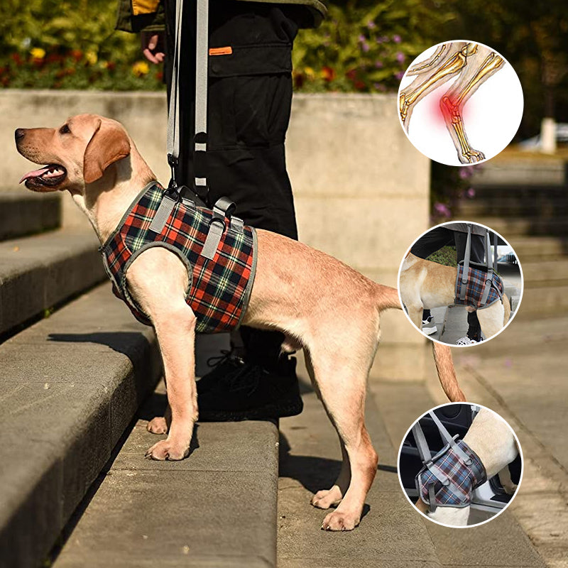 Comfortable Dog Support Harness for Back Legs