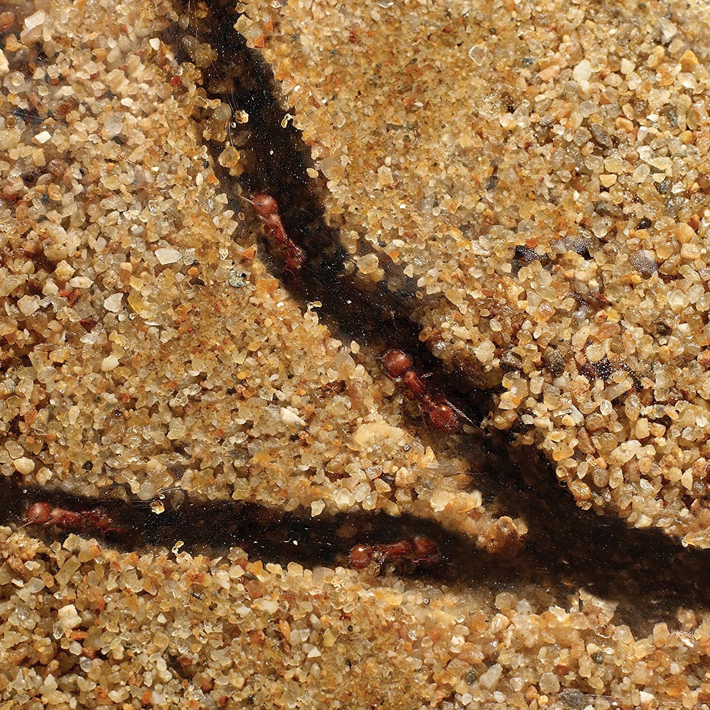 Fun STEM Ant Habitat Learning Kit