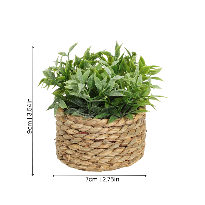 Elegant Green Fesara Verdurelle - Fesara