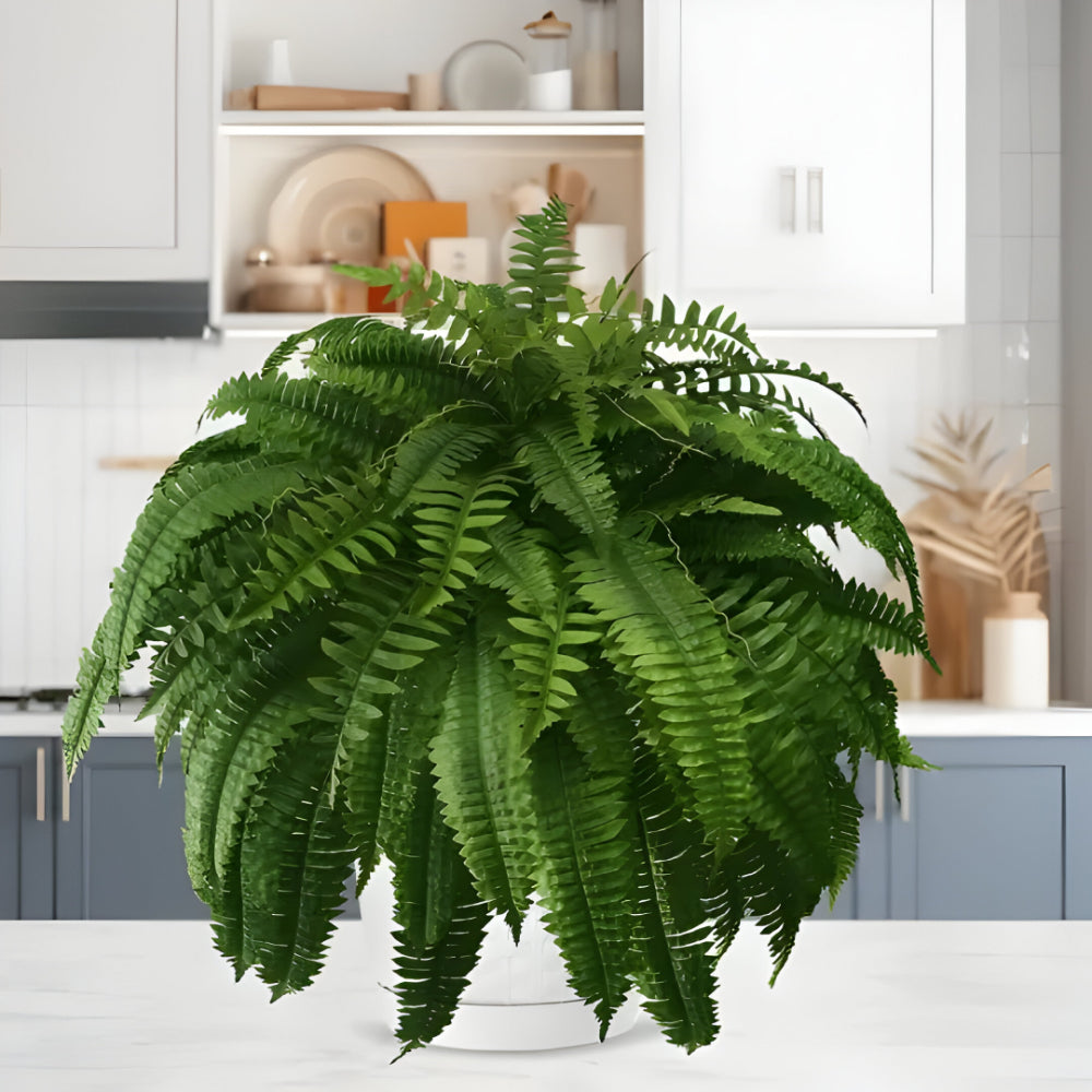 Realistic Green Boston Fern Indoor Plant Decoration