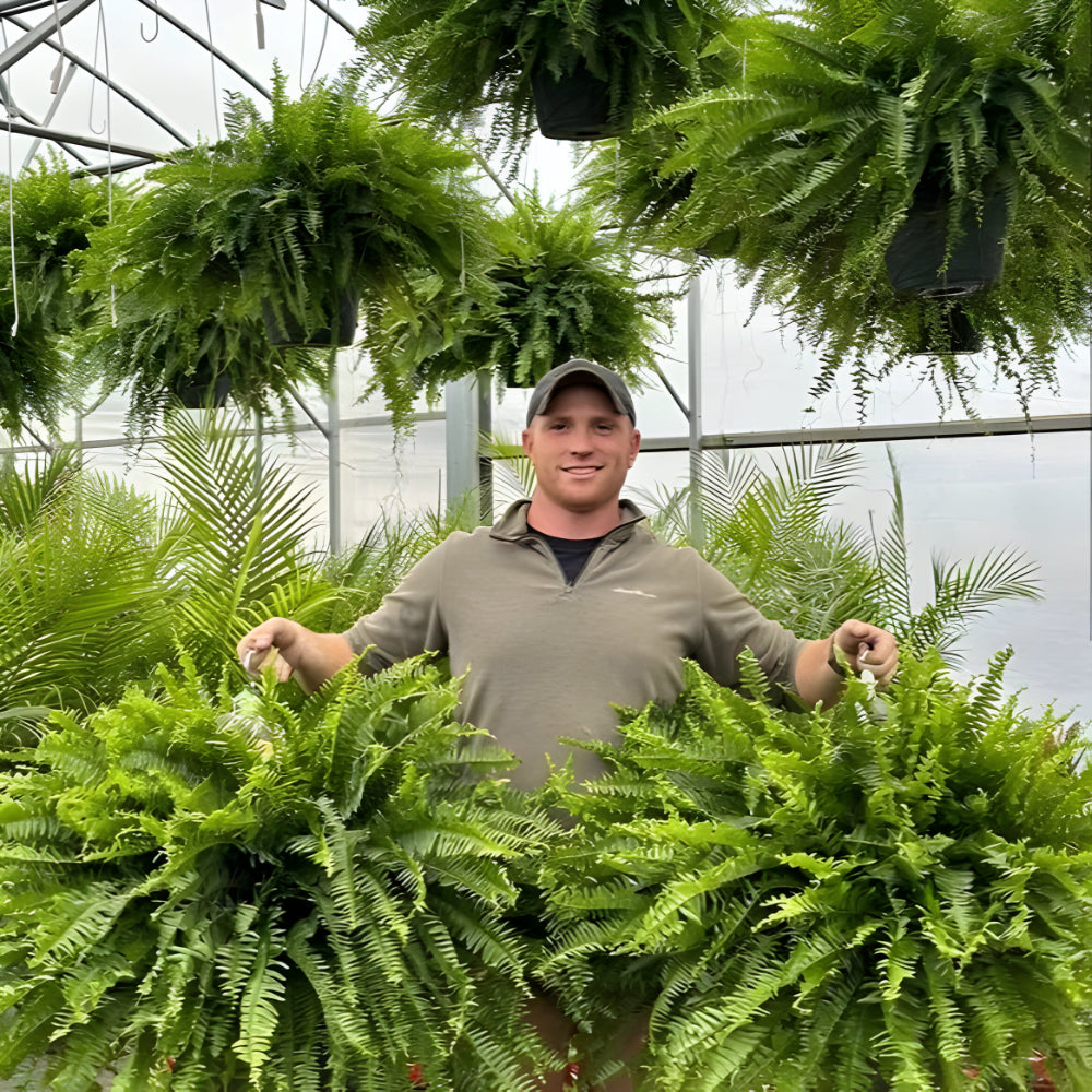 Realistic Green Boston Fern Indoor Plant Decoration