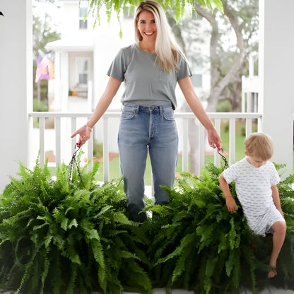 Realistic Green Boston Fern Indoor Plant Decoration