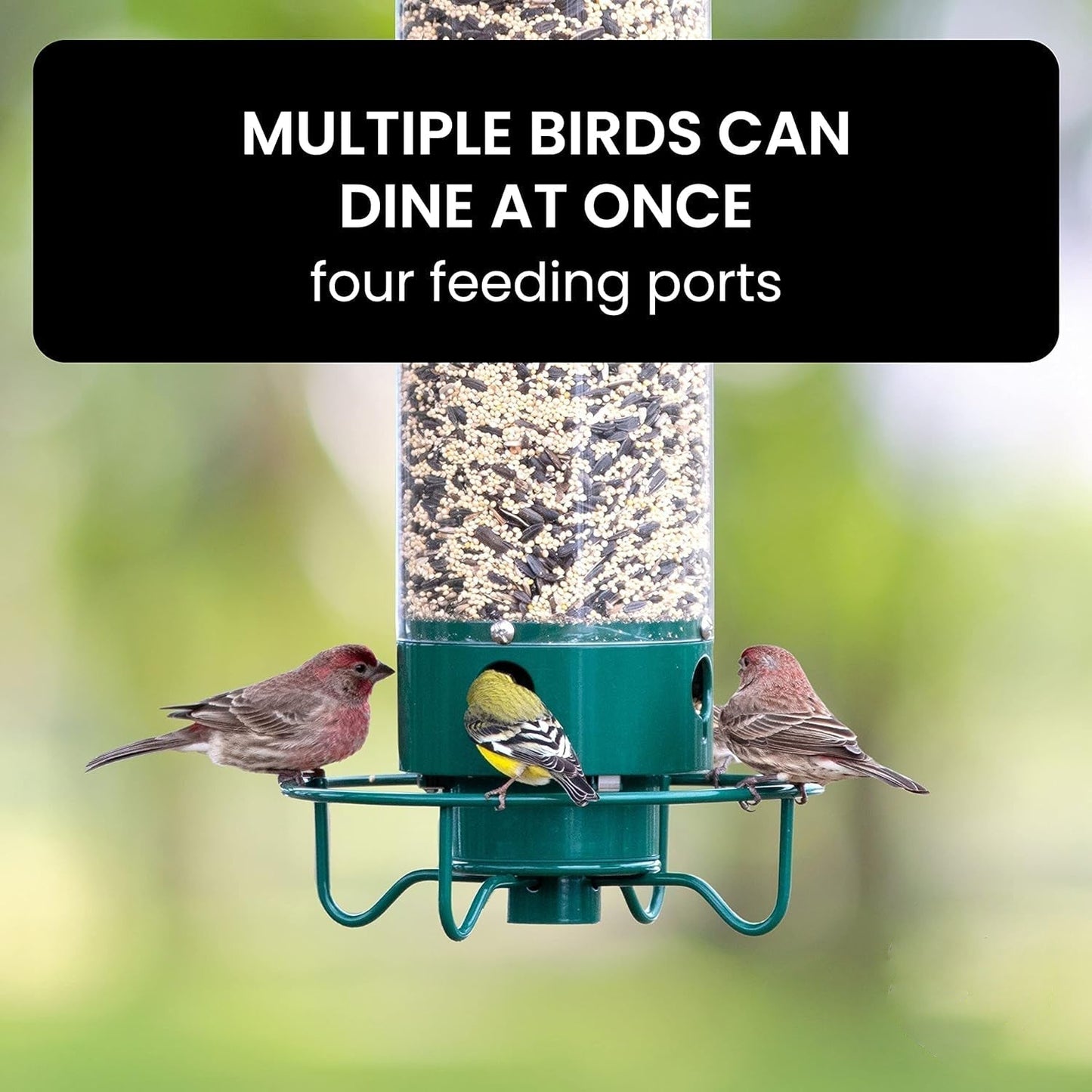 AviaryGuard | Durable Squirrel-Proof Hanging Bird Feeder 4