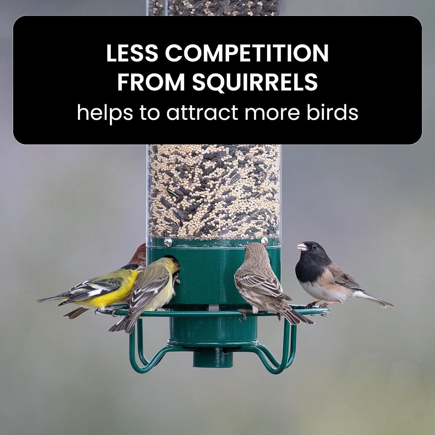 AviaryGuard | Durable Squirrel-Proof Hanging Bird Feeder 6