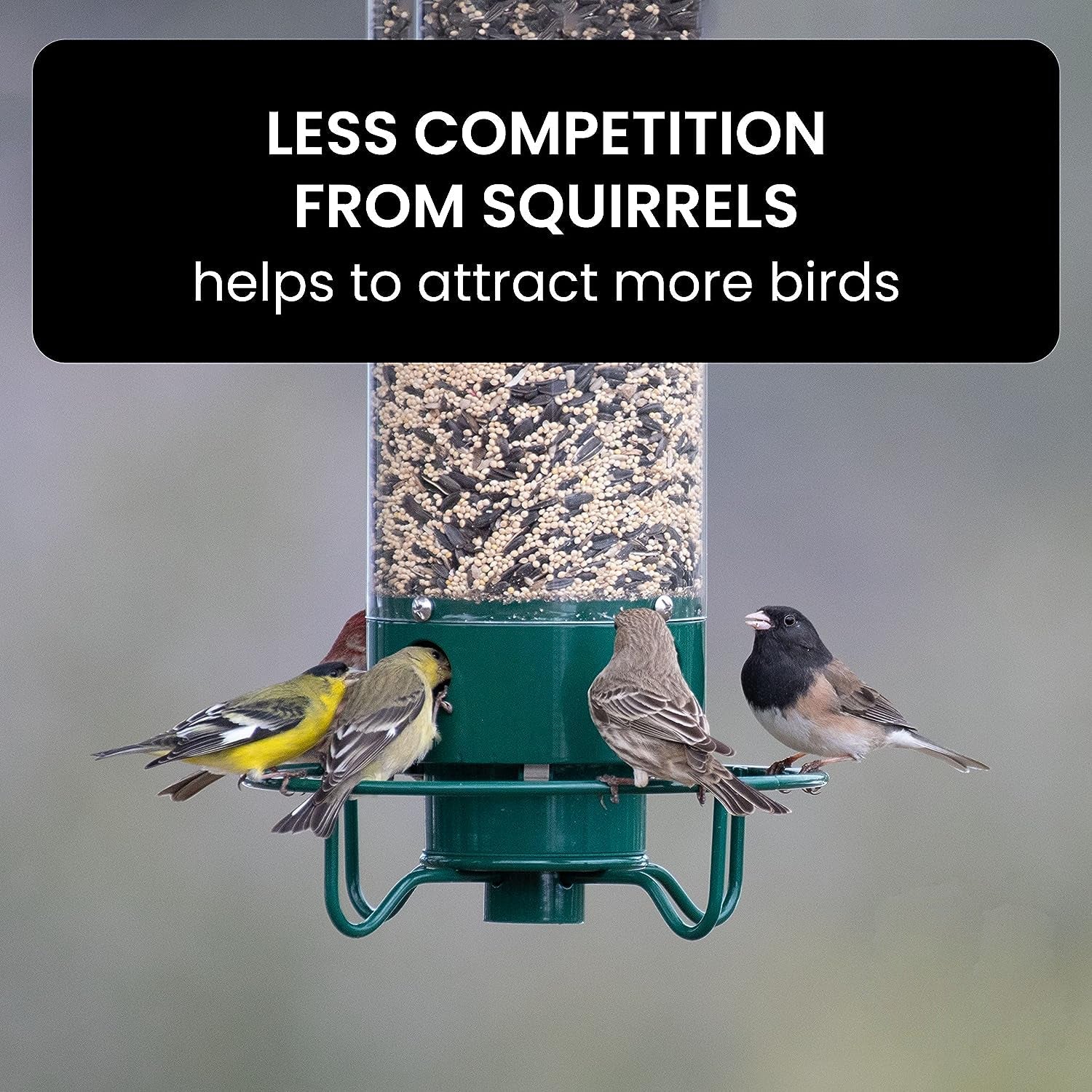 AviaryGuard | Durable Squirrel-Proof Hanging Bird Feeder 6