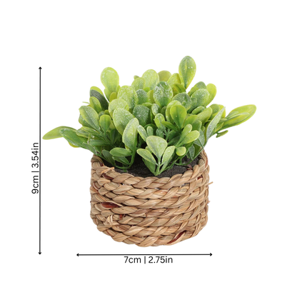 Elegant Green Fesara Verdurelle