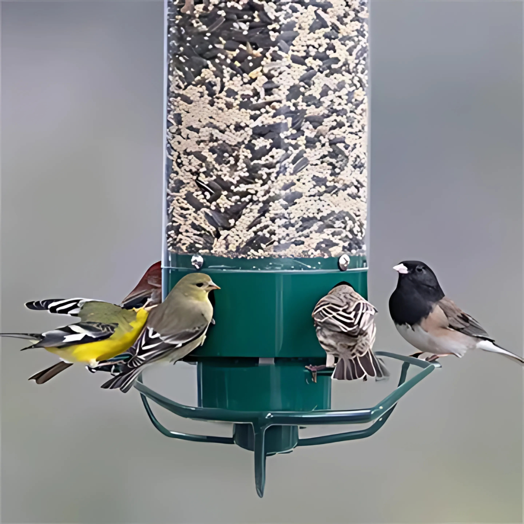 Bird Feeder | Squirrel-Proof Hanging Seed Feeder Outdoor 2