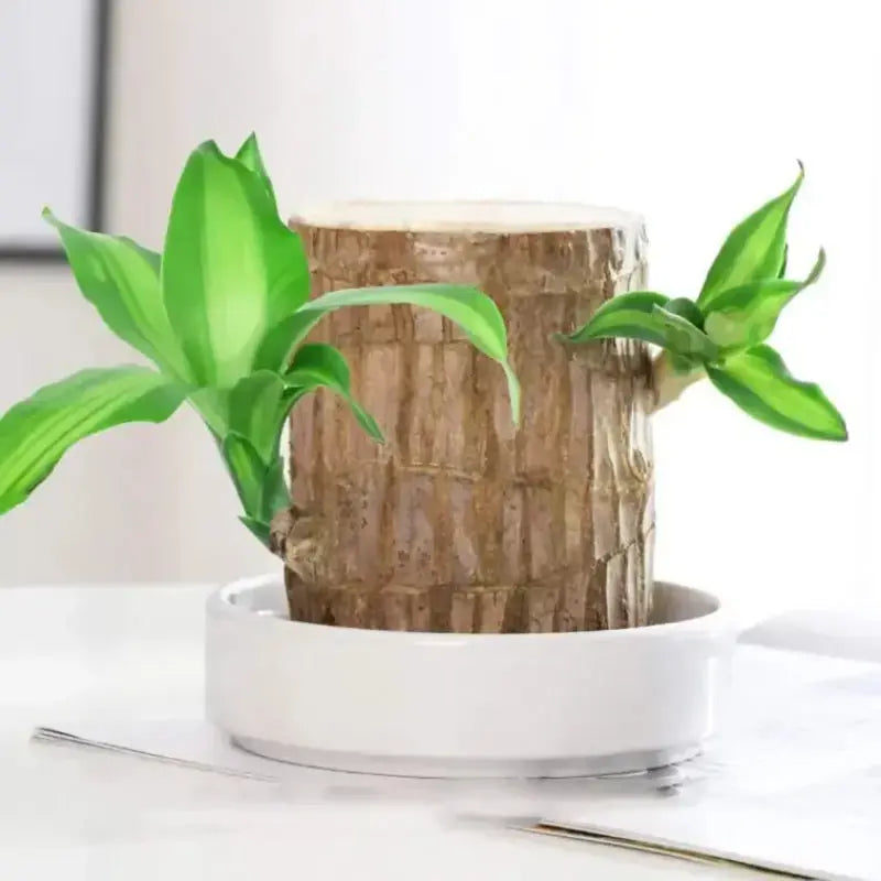 Natural Brazilian Lucky Wood Air Purifying Plant