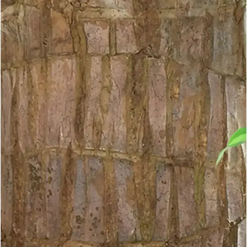 Natural Brazilian Lucky Wood Air Purifying Plant