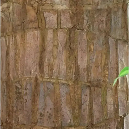 Natural Brazilian Lucky Wood Air Purifying Plant