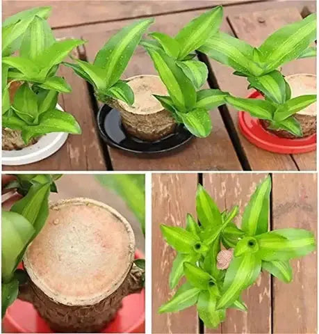 Natural Brazilian Lucky Wood Air Purifying Plant