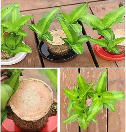 Natural Brazilian Lucky Wood Air Purifying Plant