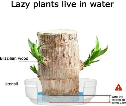 Natural Brazilian Lucky Wood Air Purifying Plant
