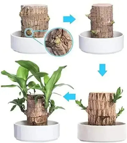 Natural Brazilian Lucky Wood Air Purifying Plant